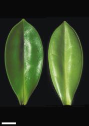Veronica bollonsii. Leaf surfaces, adaxial (left) and abaxial (right). Scale = 10 mm.
 Image: W.M. Malcolm © Te Papa CC-BY-NC 3.0 NZ